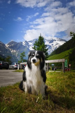 Border Collie 'nin portresi Glossglockner yakınlarında Avusturya' da oturuyor..