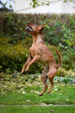 Kahverengi köpek sonbahar doğasında zıplıyor. Çok tatlı bir köpek..