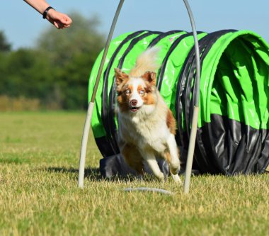 Köpek çeviklik içinde koşuyor. Harika bir akşam, Engel bir spor müsabakası için özel çeviklik eğitimi alıyor.