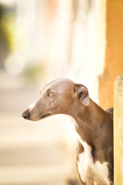 Dog Whippet caddede duruyor. Şehir merkezinde güzel bir köpek var..