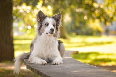 Sınır çobanı bankta yatıyor. Çok tatlı bir köpek..
