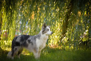 Harika bir geçmişi olan bir çoban köpeği portresi. Prag 'da şaşırtıcı sonbahar atmosferi.