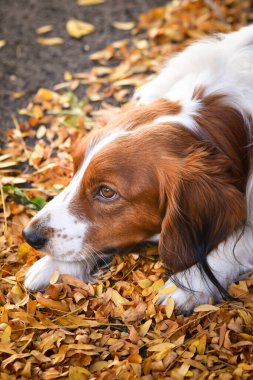 Kooikerhondje sonbahar yapraklarında yatıyor. Çok tatlı bir köpek..