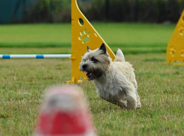 Köpek Çeviklik Içinde Koşuyor Harika Bir Akşam Engel Bir Spor — Stok fotoğraf