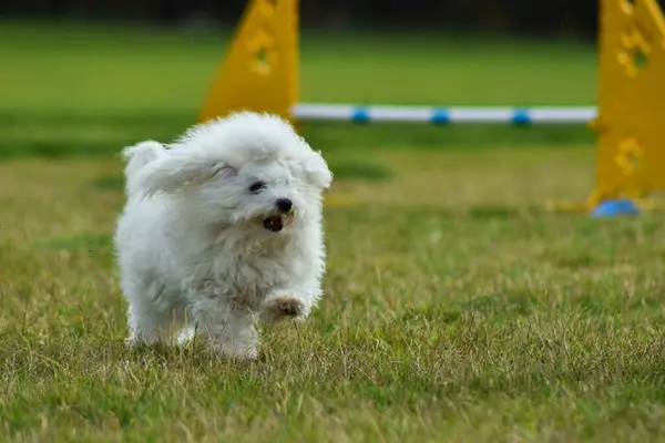 Cão Está Correr Agilidade Noite Incrível Obstáculo Ter Treinamento Agilidade — Fotografia de Stock
