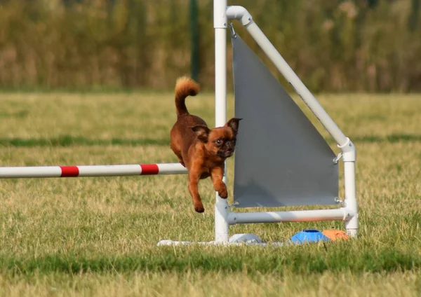 Hund Läuft Beweglichkeit Toller Abend Hürde Beim Privaten Geschicklichkeitstraining Für — Stockfoto