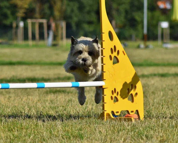 Cane Sta Correndo Agilità Serata Incredibile Ostacolo Con Allenamento Privato — Foto Stock