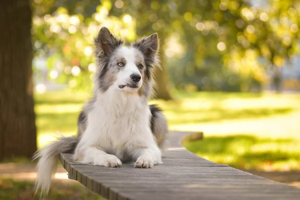 Collie Leży Ławce Rezerwowych Taki Słodki Pies — Zdjęcie stockowe