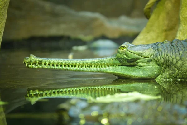 Olhos Crocodilo Nas Águas Profundas Ele Tem Fome Nos Olhos — Fotografia de Stock