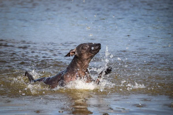 Köpek Suda Yüzüyor Sonbahar Fotoğraf Atölyesiydi — Stok fotoğraf