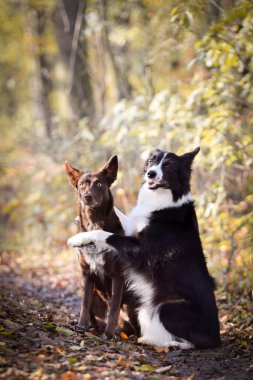 border collies are sitting in the forest. It is autumn portret. clipart