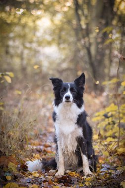 Sınır çobanı ormanda oturuyor. Sonbahar portresi..
