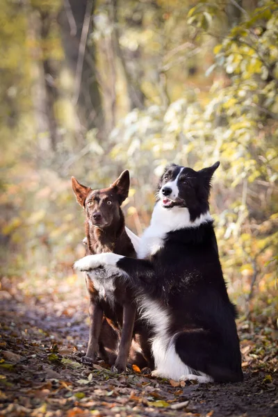 Border Collies Sitting Forest Autumn Portret — Stock Photo, Image