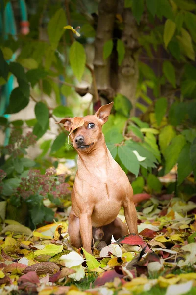 Hnědý Pes Sedí Podzimní Přírodě Tak Roztomilý Pes — Stock fotografie