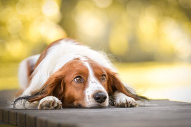 Kooikerhondje bankta yatıyor. Çok tatlı bir köpek..