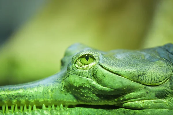 Des Yeux Crocodile Dans Les Eaux Profondes Faim Dans Les — Photo