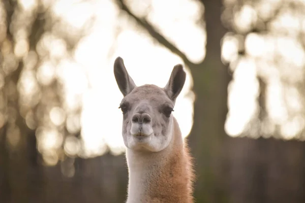 American Lama Queda Zoológico Cerca Valla Tienen Lugar Para Vivir —  Fotos de Stock