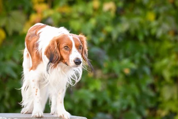 Kooikerhondje Está Pie Banco Tan Lindo Perro —  Fotos de Stock