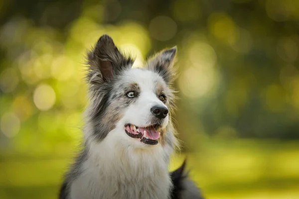 Sınır Çobanı Bankta Yatıyor Çok Tatlı Bir Köpek — Stok fotoğraf