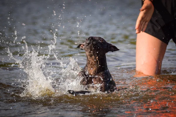 Köpek Suda Yüzüyor Sonbahar Fotoğraf Atölyesiydi — Stok fotoğraf