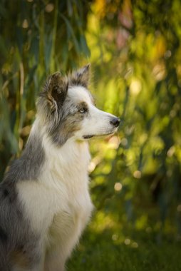 Harika bir geçmişi olan bir çoban köpeği portresi. Prag 'da şaşırtıcı sonbahar atmosferi.
