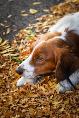 Kooikerhondje sonbahar yapraklarında yatıyor. Çok tatlı bir köpek..