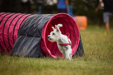 Köpek, çeviklik içinde koşuyor. Harika bir akşam, Engel bir spor müsabakası için özel çeviklik eğitimi alıyor.