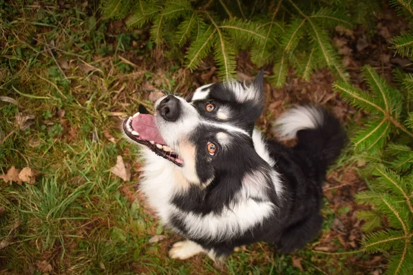 Collie Granicy Siedzi Krzakach Jesienne Sesje Zdjęciowe Parku — Zdjęcie stockowe