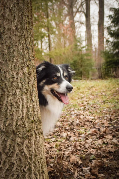 Border Collie Sitzt Hinter Dem Baum Herbst Fotoshooting Park — Stockfoto