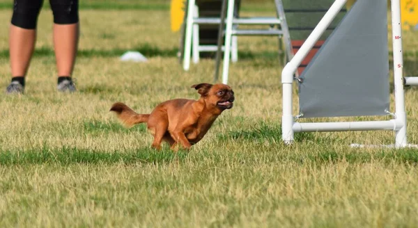 Dog Running Agility Amazing Evening Hurdle Having Private Agility Training — Stock Photo, Image