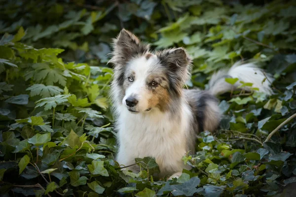 Potret Perbatasan Collie Dengan Latar Belakang Yang Menakjubkan Suasana Musim — Stok Foto