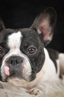 Fransız Bulldog 'ların yüz ve gözünün siyah arka planlı yakın plan görüntüleri..