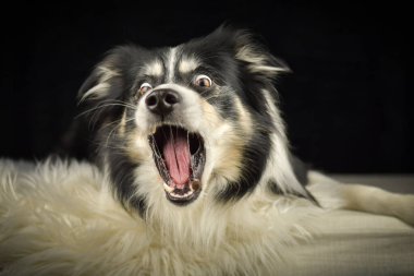 Collie Sınırı bir halının üzerinde uzanmış, bir yandan seyrederken bir yandan da ödül yakalıyor..