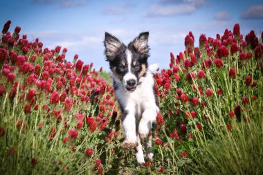 Playful Border Collie puppy running through a vibrant field of red clover flowers on a sunny spring day.