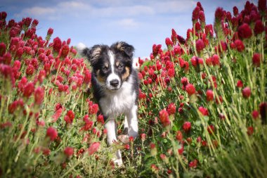 Playful Border Collie puppy running through a vibrant field of red clover flowers on a sunny spring day.