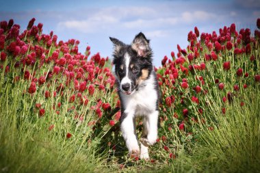Playful Border Collie puppy running through a vibrant field of red clover flowers on a sunny spring day.