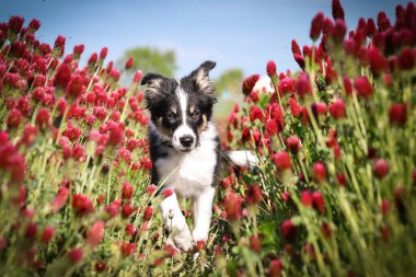 Playful Border Collie puppy running through a vibrant field of red clover flowers on a sunny spring day.