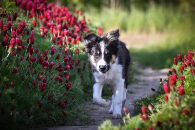 Playful Border Collie puppy running through a vibrant field of red clover flowers on a sunny spring day.