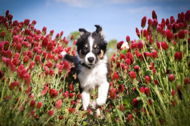 Playful Border Collie puppy running through a vibrant field of red clover flowers on a sunny spring day.