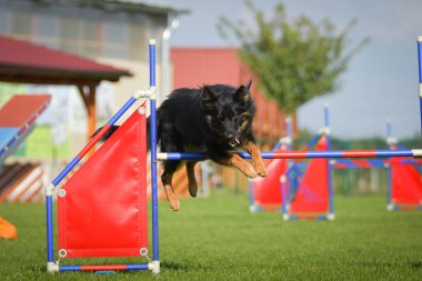 Köpek engellerin üzerinden atlıyor. Czech çeviklik yarışmasında harika bir gün..