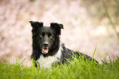 Doğadaki köpeğin bahar portresi. Doğası gereği çok sevimli. Çok güzel bir yüzü var.