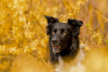 Doğadaki köpeğin bahar portresi. Doğası gereği çok sevimli. Çok güzel bir yüzü var.