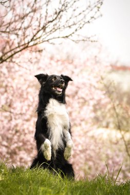 Doğadaki köpeğin bahar portresi. Doğası gereği çok sevimli. Çok güzel bir yüzü var.