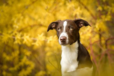 Doğadaki köpeğin bahar portresi. Doğası gereği çok sevimli. Çok güzel bir yüzü var.