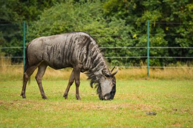 Blue wildebeest (Connochaetes taurinus) grazing on green grass in a zoo enclosure.