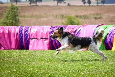 Eğitim ya da yarışma sırasında renkli bir çeviklik tünelinde koşan bir köpek. Köpek sporu ve açık hava egzersizine katılan aktif bir hayvan..