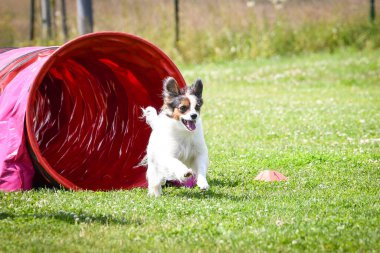 Eğitim ya da yarışma sırasında renkli bir çeviklik tünelinde koşan bir köpek. Köpek sporu ve açık hava egzersizine katılan aktif bir hayvan..