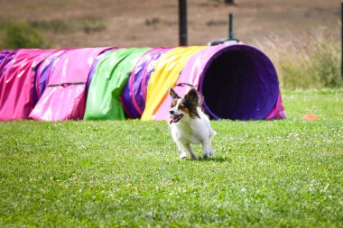 Eğitim ya da yarışma sırasında renkli bir çeviklik tünelinde koşan bir köpek. Köpek sporu ve açık hava egzersizine katılan aktif bir hayvan..