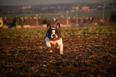 French Bulldog running fast on a field during sunset, energetic and joyful pet.