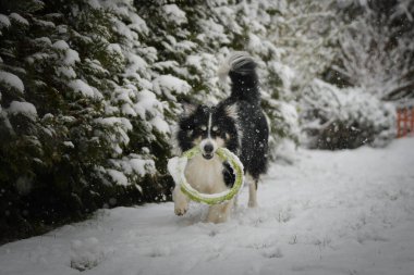 Siyah ve beyaz Border Collie kış zamanı ağzında yeşil bir oyuncak yüzükle karda koşuyor..